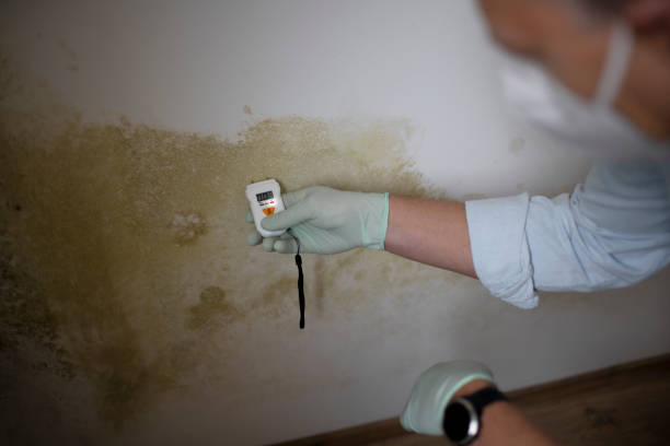 Attic Mold Removal in Chadds Ford, PA