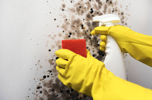 Best Residential Mold Removal  in Chadds Ford, PA
