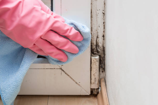 Best Certified Mold Removal  in Chadds Ford, PA