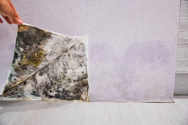 Certified Mold Removal in Chadds Ford, PA